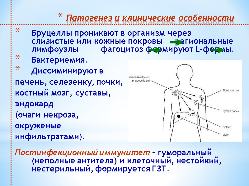 Патогенез и клинические особенности  Бруцеллы проникают в организм через слизистые или кожные покровы